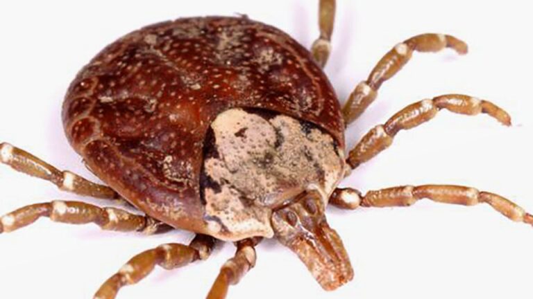 Une femme au Japon meurt du virus Oz dans le monde 1st, peut-être transmise par les tiques