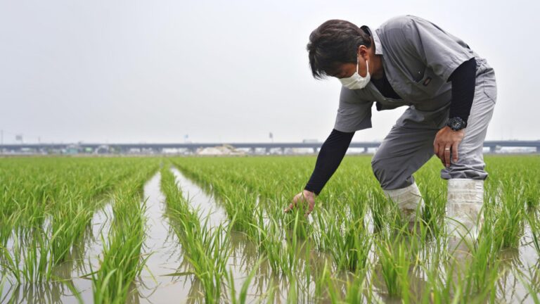 L&rsquo;autosuffisance alimentaire du Japon pour l&rsquo;exercice 2022 à 38 %, toujours proche d&rsquo;un niveau record
