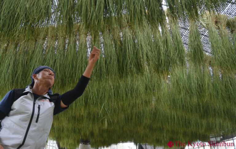 Les préparatifs pour les cordes de paille sacrées du Nouvel An sont en cours à Kyoto
