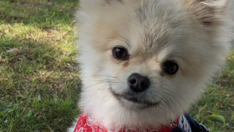 Un homme de 91 ans déféré au parquet pour délit de fuite contre un chien au Japon