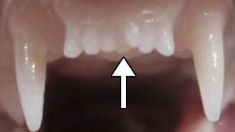 Une startup pharmaceutique japonaise développe le premier médicament au monde pour faire pousser de nouvelles dents