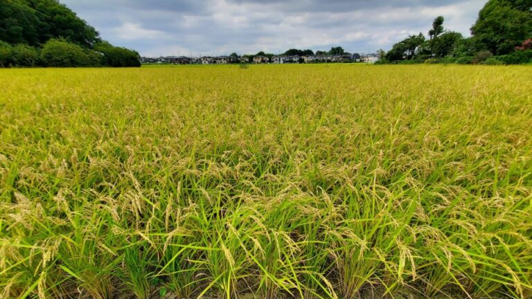 Le riz anti-rhume des foins fera partie du plan de relance économique du Japon