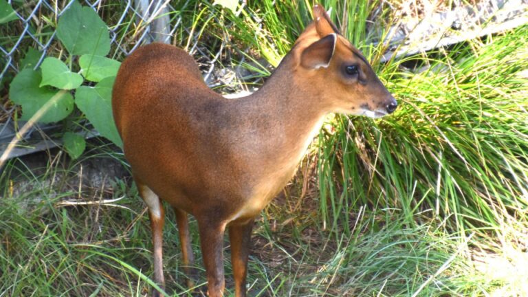 Des « cerfs qui aboient » au Japon provoquent des ravages dans la population humaine