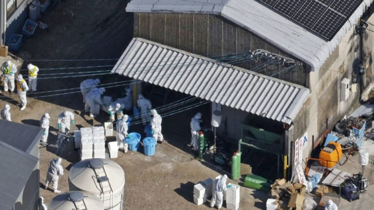 Le Japon se précipite pour contenir la propagation de la grippe aviaire lors de la première épidémie de la saison