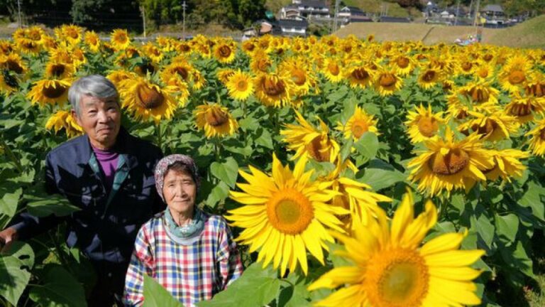Un couple revitalise un champ abandonné avec une mer de tournesols