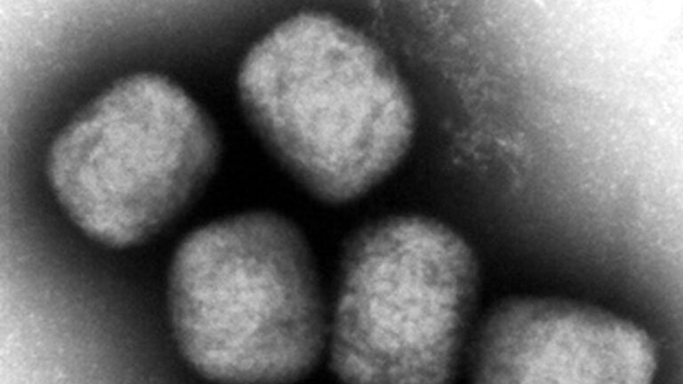 Le Japon confirme le premier décès dû au mpox dans le pays