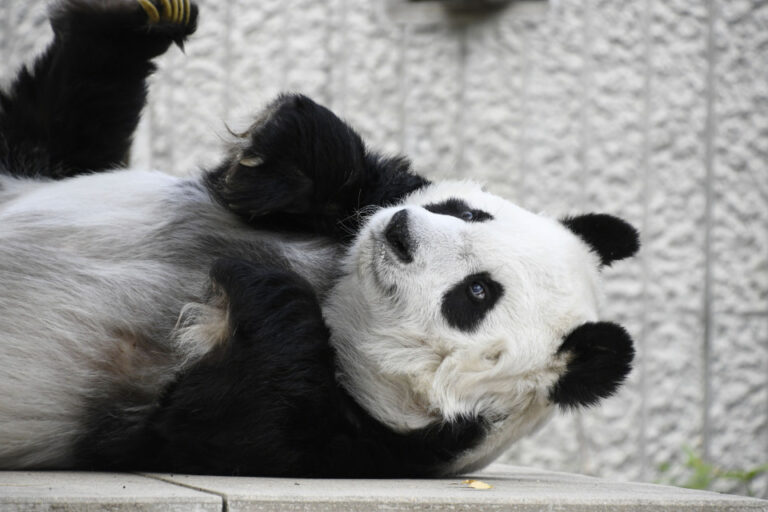 Le zoo de Kobe au Japon reporte d&rsquo;un an le retour d&rsquo;un panda vieillissant en Chine