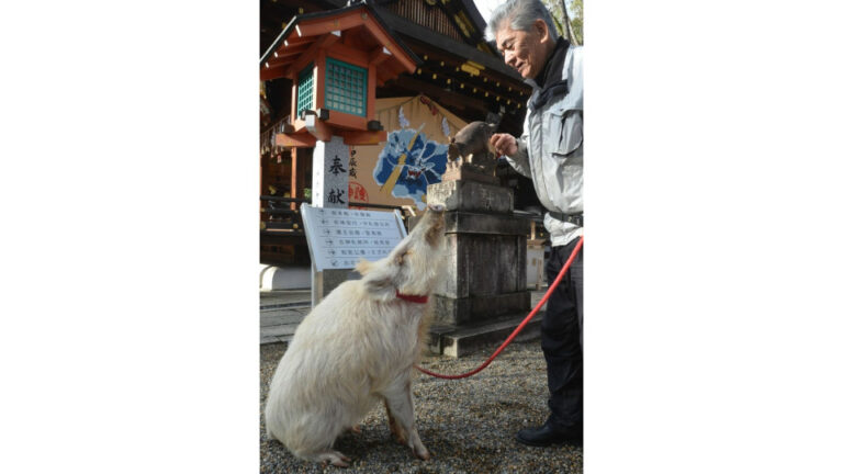 Le sanctuaire de Kyoto espère que les gens trouveront du réconfort auprès du sanglier blanc de bon augure