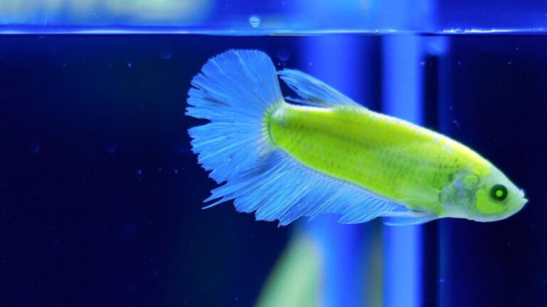 Un couple de Tokyo arrêté pour élevage non autorisé de poissons rougeoyants