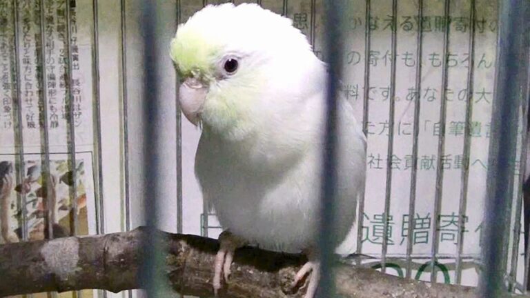 Le propriétaire d&rsquo;une animalerie arrêté pour avoir introduit clandestinement des oiseaux en provenance de Thaïlande au Japon