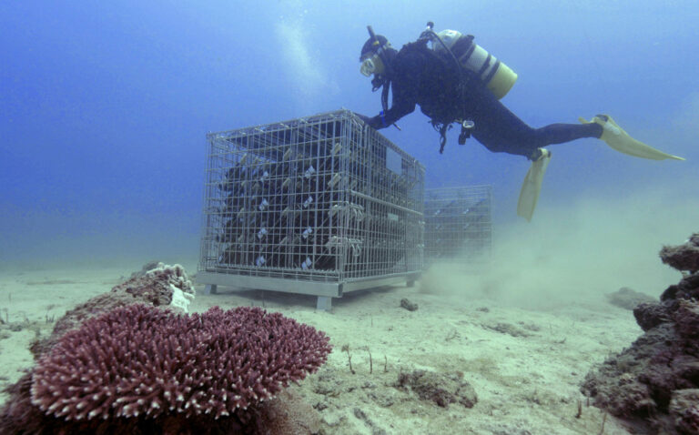 Le vieillissement sous-marin du vin espère stimuler l&rsquo;économie des îles du sud-ouest du Japon