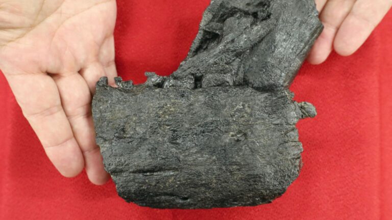 Un fossile de mâchoire de tyrannosaure découvert pour la première fois au Japon