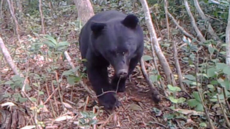Un panel gouvernemental recommande le début de l&rsquo;abattage subventionné des ours alors que les attaques se multiplient