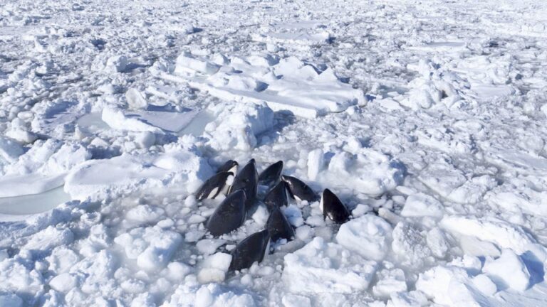 Des épaulards piégés dans les glaces dérivantes au large d&rsquo;Hokkaido sont susceptibles de s&rsquo;échapper