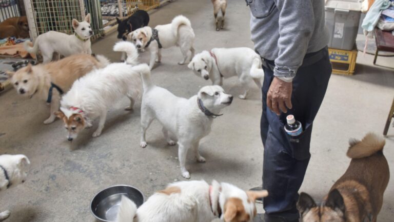 Au Japon, le taux de vaccination des chiens de compagnie contre la rage tombe à 70 %
