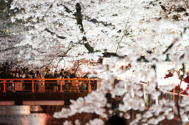 L'inflation réduit les budgets consacrés à l'observation des fleurs de cerisier au Japon