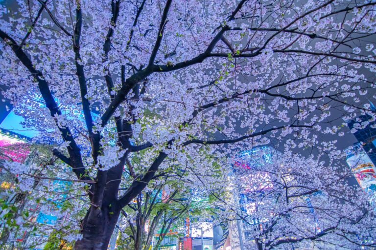 10 événements et choses à faire à Tokyo en avril 2024
