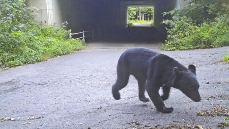 Le Japon va tester un système d'IA pour repérer les ours alors que les attaques contre les humains augmentent