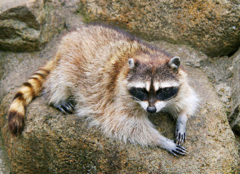Le nombre de ratons laveurs augmente à Tokyo, causant des dégâts aux cultures