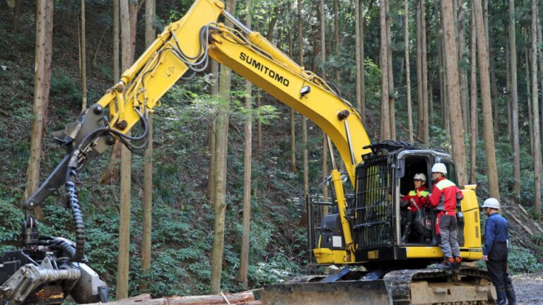 Le Japon va remplacer les cèdres par des arbres à faible teneur en pollen pour lutter contre le rhume des foins