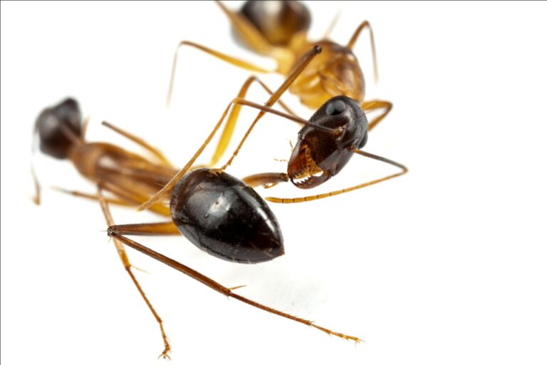 Les fourmis peuvent évaluer les blessures aux pattes de leurs partenaires et les amputer pour survivre : recherche