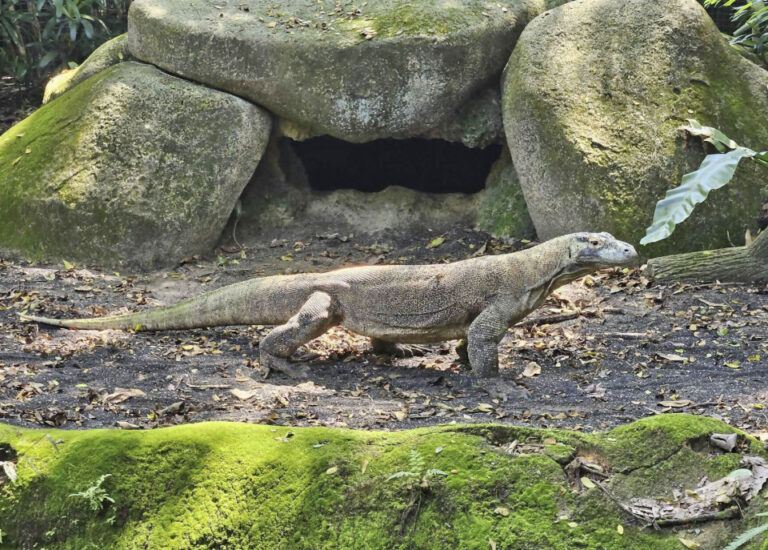 Un zoo japonais va exposer un dragon de Komodo, une espèce en voie de disparition