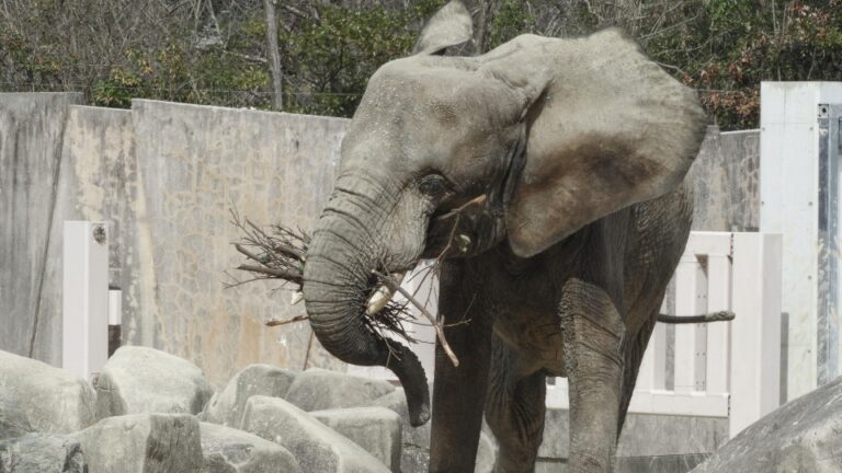 Le zoo d'Hiroshima confirme la grossesse d'une éléphante en voie de disparition, une première au Japon