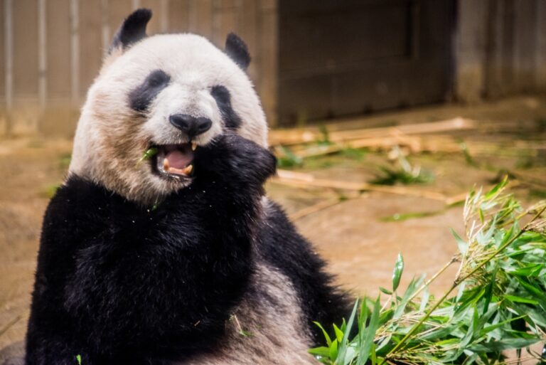 Les 10 meilleurs zoos du Japon