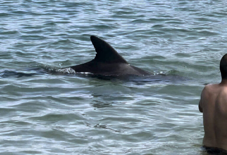 Les attaques de dauphins se multiplient sur les plages du centre du Japon, 18 blessés en 2024