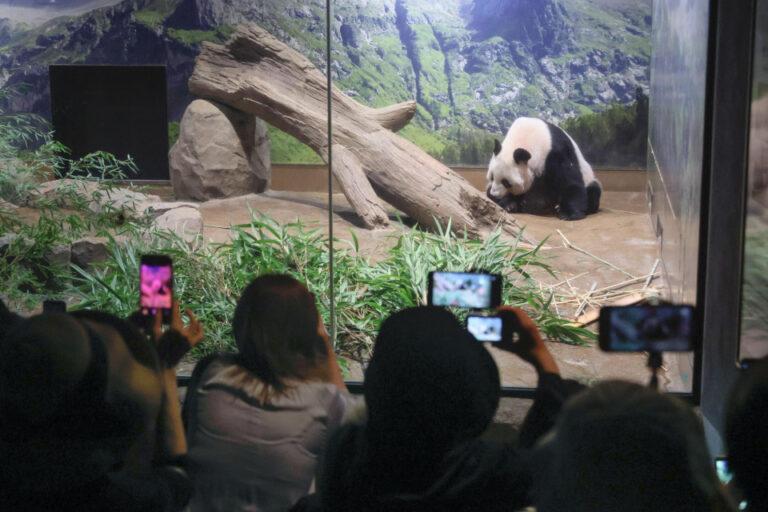 Un couple de pandas géants populaires quitte le zoo de Tokyo pour se faire soigner en Chine