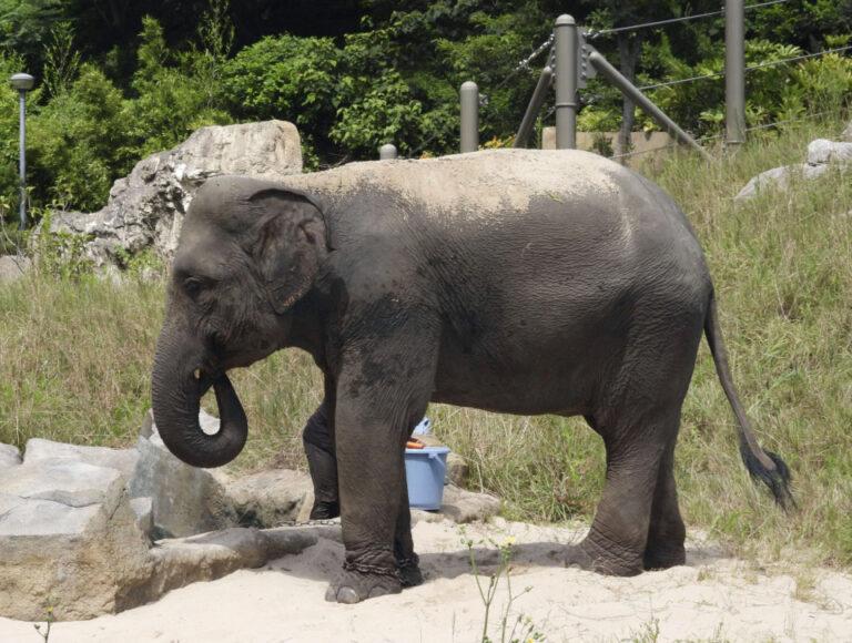 Un éléphant d'Asie offert par la Birmanie meurt dans un zoo japonais