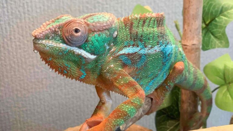 Une entreprise japonaise répond à la demande croissante de crémations pour les petits animaux de compagnie
