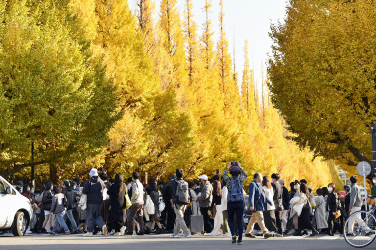 Début de l'abattage des arbres pour le réaménagement controversé de Jingu Gaien à Tokyo