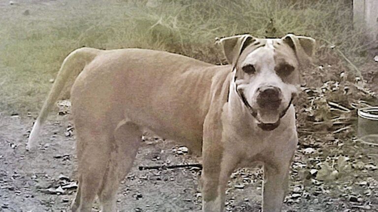 La multiplication des attaques de pitbulls au Japon met en lumière les propriétaires négligents