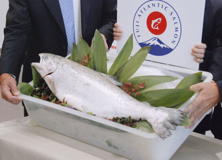 Les négociants japonais font pression pour le saumon d'élevage local alors que les importations atteignent leur maximum