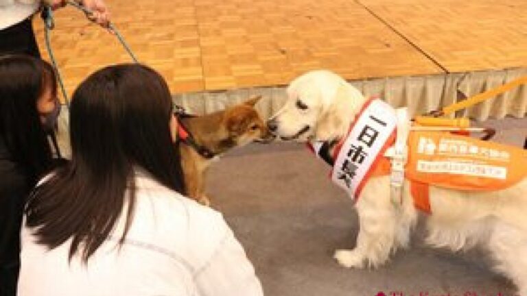 Un Golden Retriever devient maire de la ville de Kyoto à l'occasion de la Journée du chien