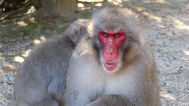Un nouvel alpha prend les commandes du parc des singes de Kagawa
