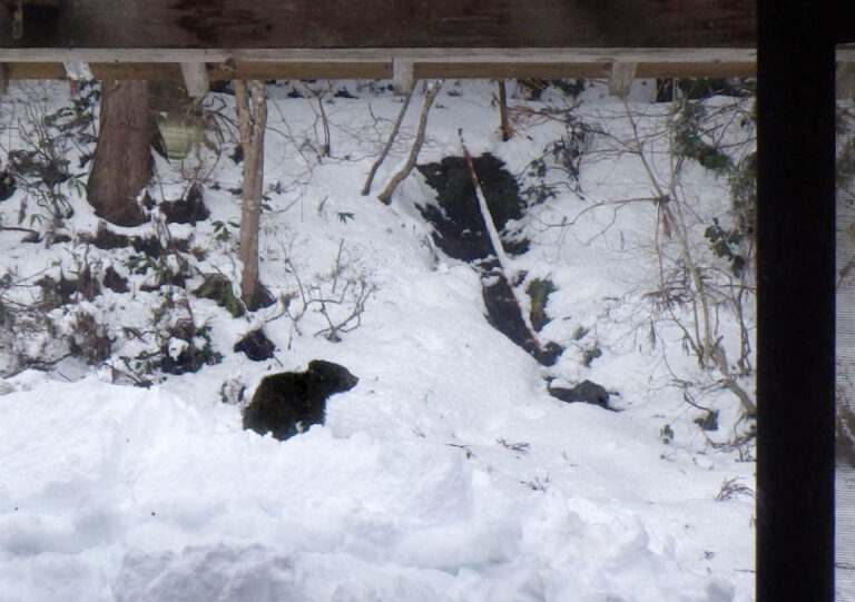 Un ours trouvé sous une table chauffée dans une maison japonaise est capturé