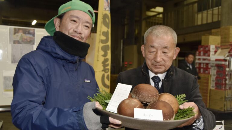 Les champignons de Noto, frappé par le séisme, atteignent un prix record de 350 000 yens aux enchères