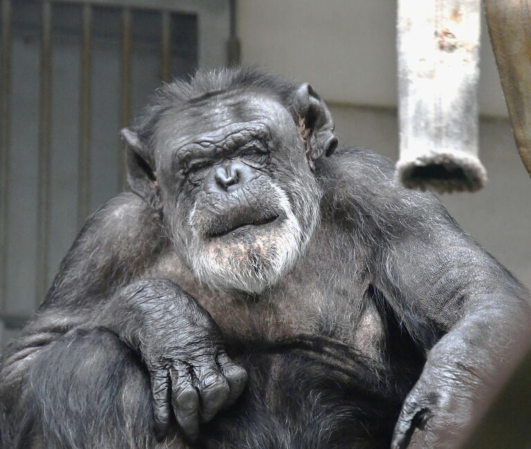 Les chimpanzés résolvent mieux des problèmes complexes lorsqu'ils sont regardés par le public : étude