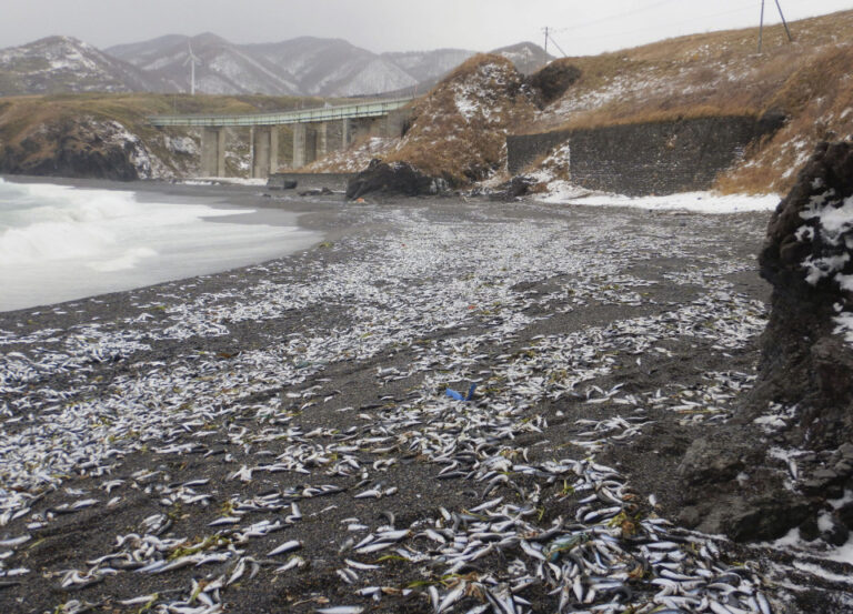 Un échouage massif de sardines frappe le nord du Japon et le nettoyage est retardé