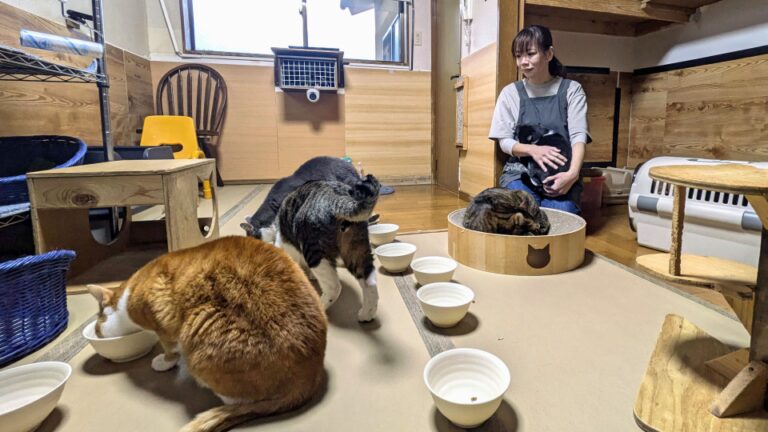 Les chats errants trouvent chaleureux au sud-ouest du Japon « Ryokan »