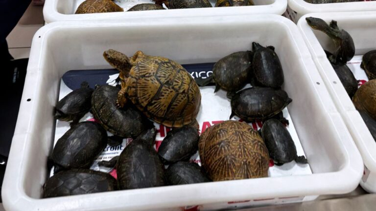 Les tortues en voie de disparition saisissent dans une tentative apparente pour faire entrer clandestinement au Japon
