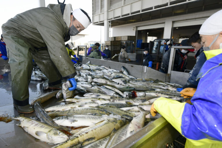 Les captures de saumon japonais chutent pour perdre la bataille contre le changement climatique