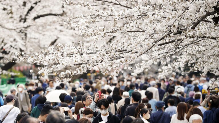 Tokyo Cherry Blossoms to Floo le 24 mars, plus tôt que les autres régions du Japon