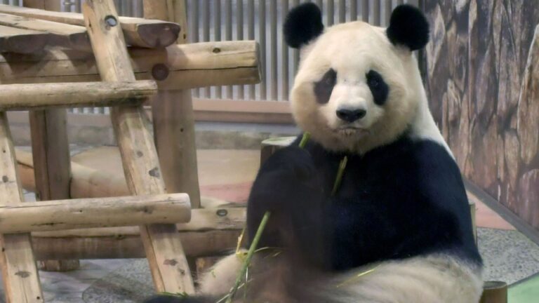 Les 4 pandas géants du zoo de l'ouest du Japon pour retourner en Chine en juin
