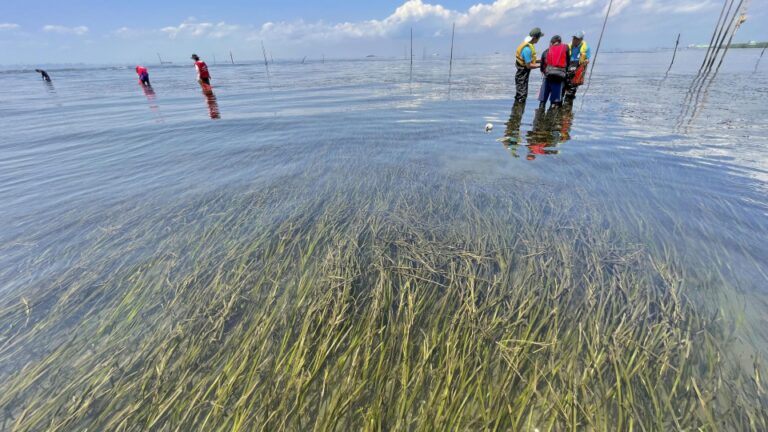 Japon pour lancer l'étude « Blue Carbon » offshore pour la capture de CO2, stockage