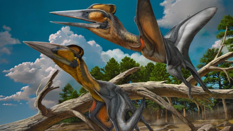 Le Japan Dinosaur Museum identifie le fossile comme de nouvelles espèces de ptérosaures