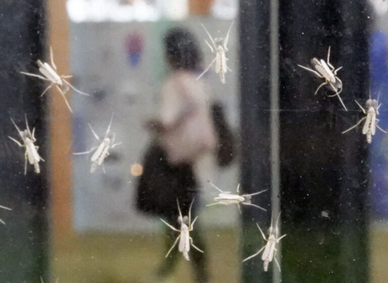 Les insectes grouillants provoquent une détresse à l'exposition mondiale à Osaka