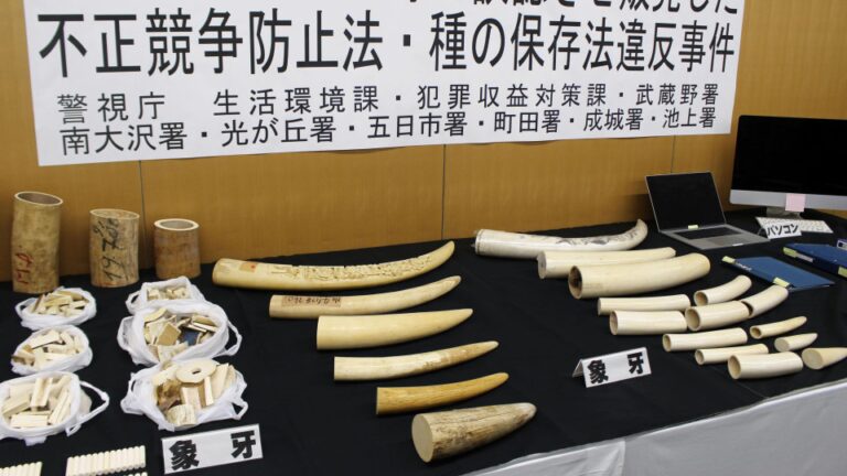 4 arrêté au Japon pour vente présumée de l'ivoire sous forme de défenses gigantesques